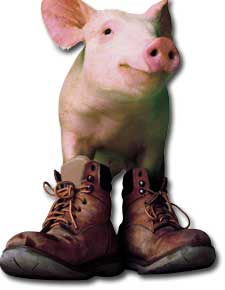 pig.jpg